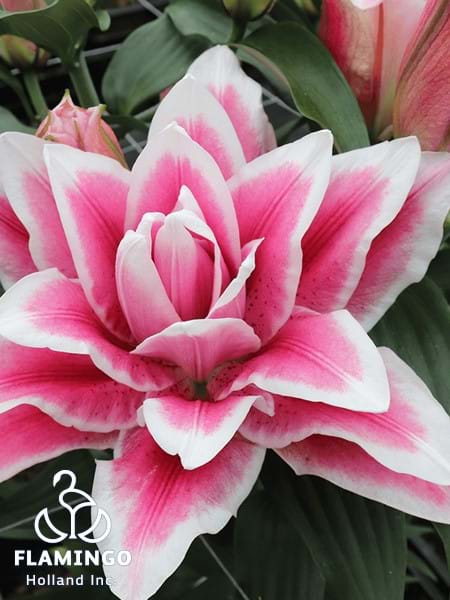 Roselily Olympia