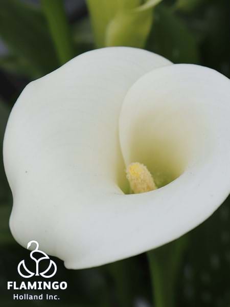 White Art