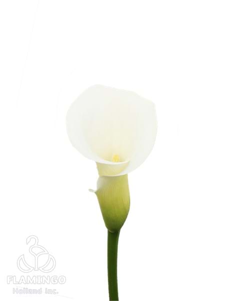 White Art