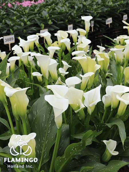White Art