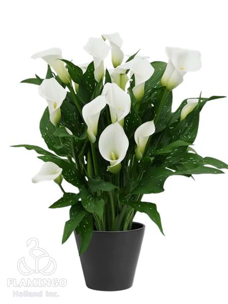 White Art