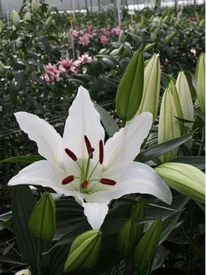 White Lantern